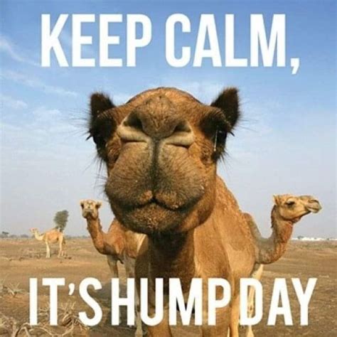 Funny Wednesday Hump Day Memes for Laughs - Lola Lambchops