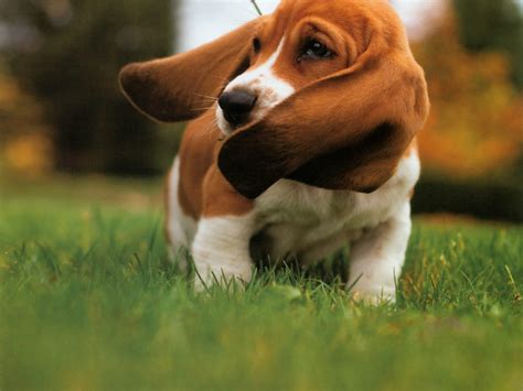 Pictures Of Basset Hound