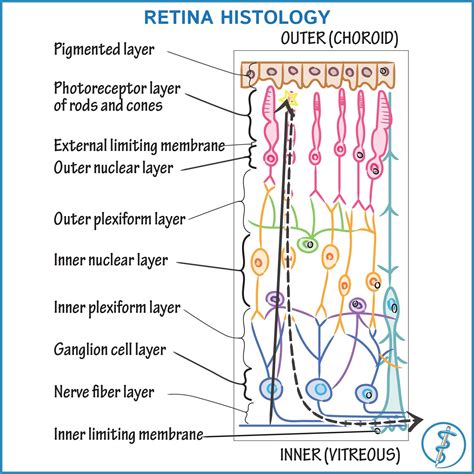 For more on retina histology and to see how this diagram maps onto histological samples, visit ...