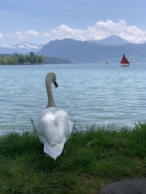 Switzerland. The land of swans and mountains : r/backpacking