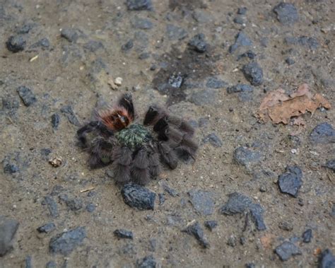 Antilles pinktoe tarantula - Facts, Diet, Habitat & Pictures on Animalia.bio