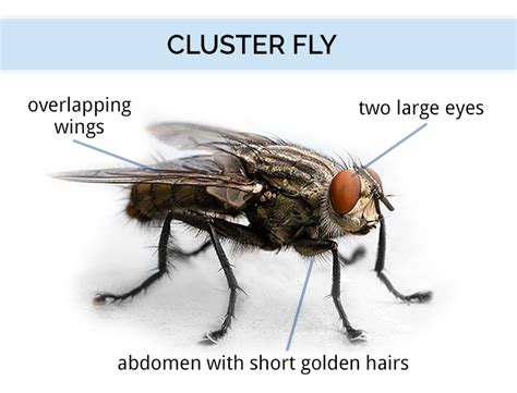 Cluster Flies Identification Guide | Cluster Fly Facts