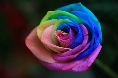 Rainbow Roses Are Extra Special Flowers For The Extra Special People In Your Life | Fun Times ...