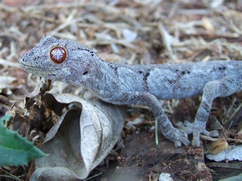 Gekkonidae>Strophurus ciliaris aberrans Spinytailed gecko … | Flickr