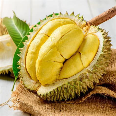 Supplier & Agen Jual Durian Montong Harga Distributor