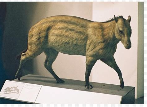 Horse Eohippus Eocene Hyracotherium Mesohippus, PNG, 2043x1488px, Horse, Eocene, Eohippus, Equus ...