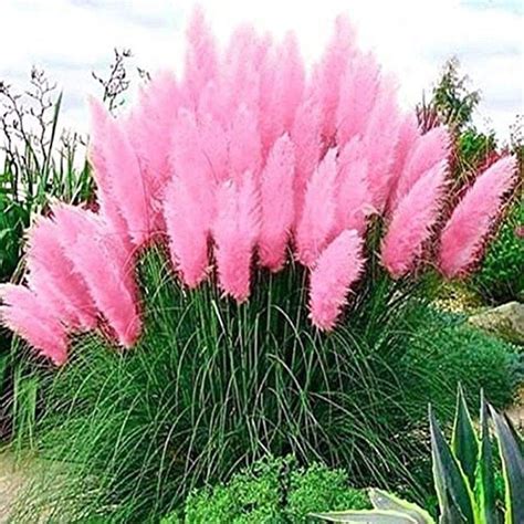 50 Daisy Garden pink Pampas Grass Seeds F3002 | Etsy