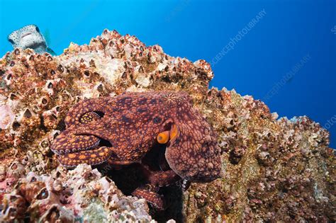 Common Octopus - Stock Image - C031/9055 - Science Photo Library