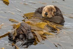 What Will It Take to Bring Back the Kelp Forest? - Bay Nature Magazine