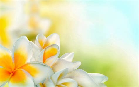 Download White Flower Spring Petal Flower Nature Frangipani HD Wallpaper