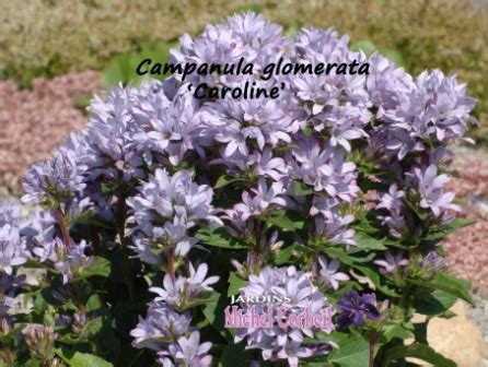 Campanula glomerata ‘Caroline’ – Campanule en bouquets – Clustered ...