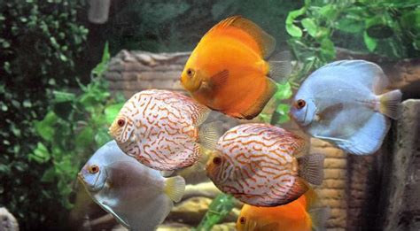 How To Choose Ornamental Fish For Aquarium?