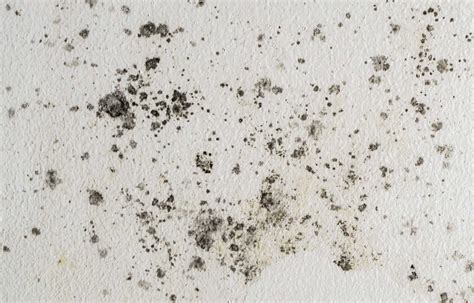 Mold vs. Mildew: What’s the Difference? – Grainger KnowHow