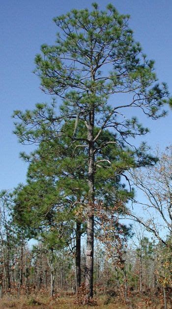 longleaf pine tree identification - Sarai Abraham