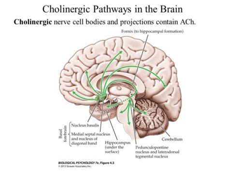 A Review of Acetylcholine