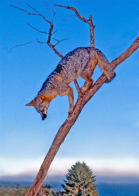 Gray Fox descending backwards down branch – Mendonoma Sightings