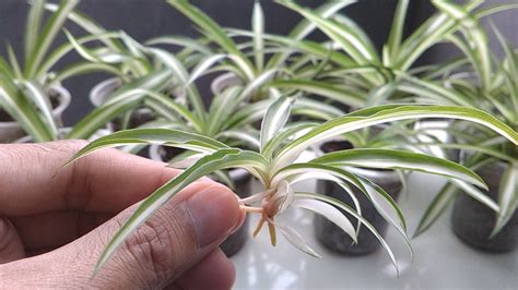 Spider Plant Propagation From The Babies - YouTube