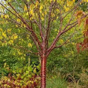 Tibetan Cherry Trees for Sale: Big Sizes | Ashridge