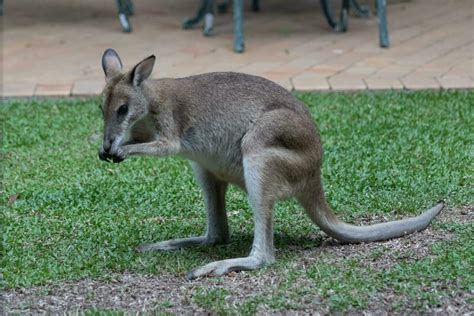 Agile Wallaby in Australia 25931194 Stock Photo at Vecteezy