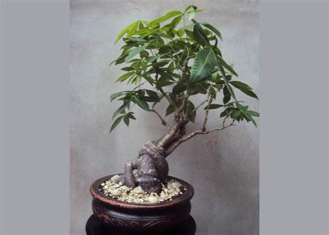 Hot sales of goods Enjoy Free Worldwide Shipping 1 Seed Pachira aquatica Money Tree Beautiful ...