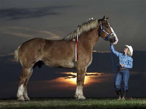 Big Jake a Belgian Gelding at 210.2cm(82.75")Tall- Amazing Things | Big horses, Horses, Horse breeds