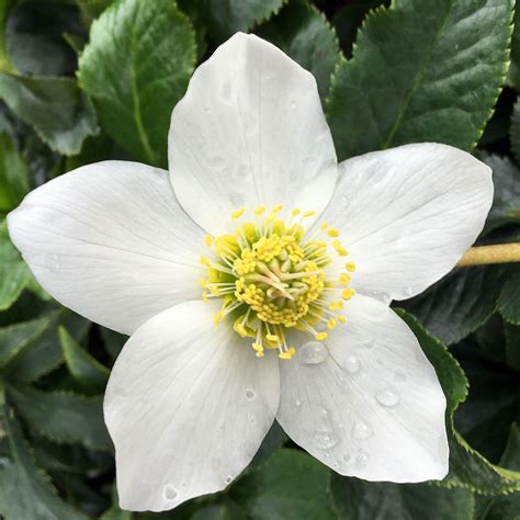 Hellebore: The Beautiful Winter Flower — Seattle's Favorite Garden Store Since 1924 - Swansons ...