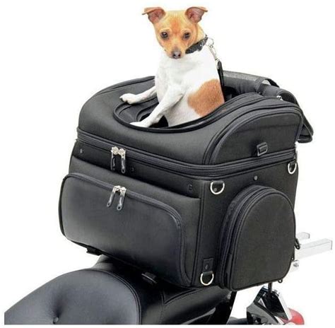 Best Dog Backpack Carrier for Motorcycles – 3 Cute Options Here!