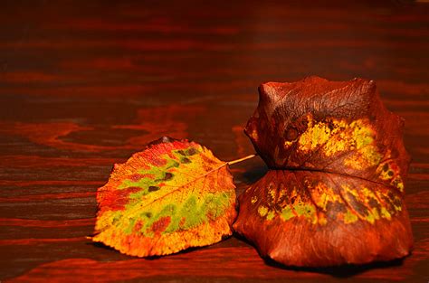 2 Fall Leaves 2 | Fall leaves in Turlock California | Edmund Garman | Flickr