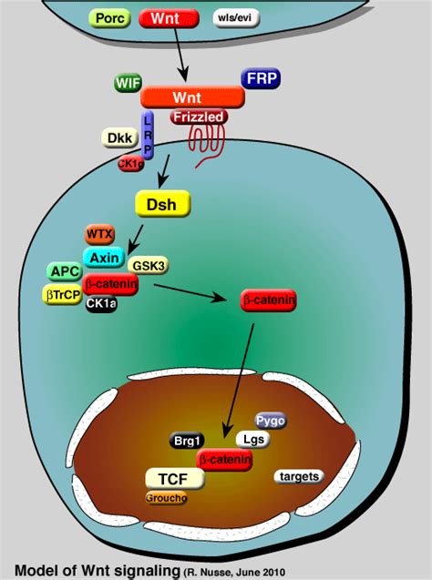 Wnt signaling pathway diagram | The Wnt Homepage