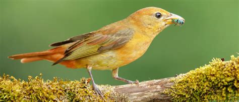 Summer Tanager - American Bird Conservancy