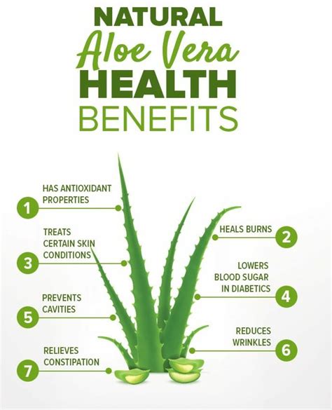 The Soothing Power Of Aloe Vera: A Comprehensive Guide To Its Skin Benefits - Best Skincare ...