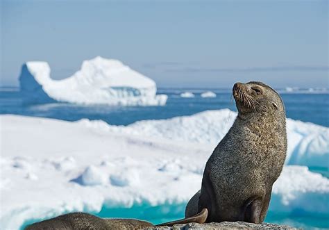 Native Mammals Of Antarctica - WorldAtlas.com