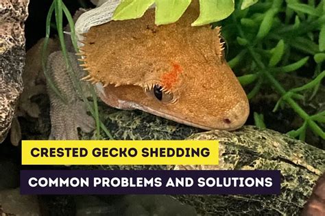 Crested Gecko Bites: Reasons and Responding to a Bite