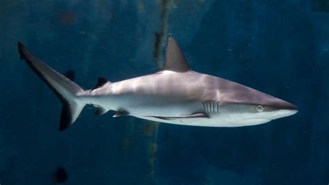 Aquarium of the Pacific | Online Learning Center | Grey Reef Shark