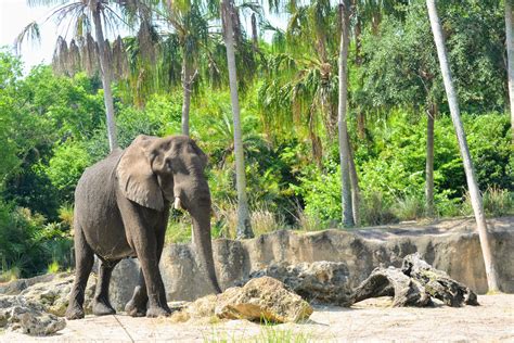 Best Rides for Babies and Toddlers at Animal Kingdom - WDW Prep School