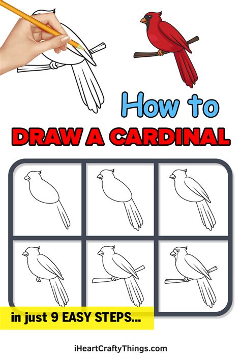 Cardinal Drawing - How To Draw A Cardinal Step By Step