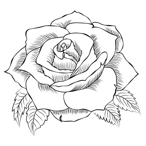 Hand drawn Rose line art drawing Images illustration collection 16220000 Vector Art at Vecteezy