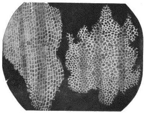 The cell theory by Alyssa Wittig timeline | Timetoast timelines