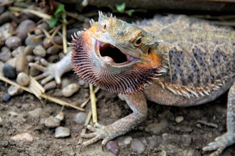 How to Calm & Tame an Angry Bearded Dragon - Reptile Advisor (2023)