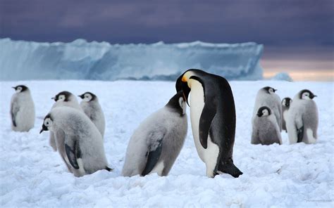 Family of Emperor Penguins - Image Abyss