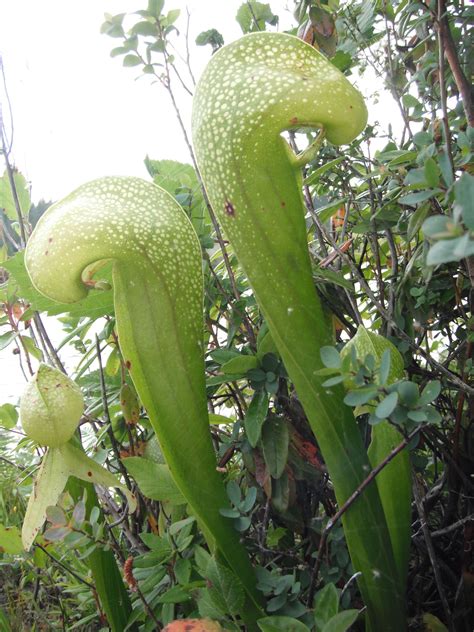 Darlingtonia californica | Plante carnivore, Plante, Carnivore