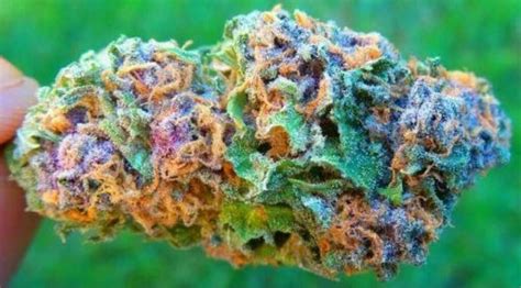 10 Best Looking Weed Strains: Most Beautiful Cannabis