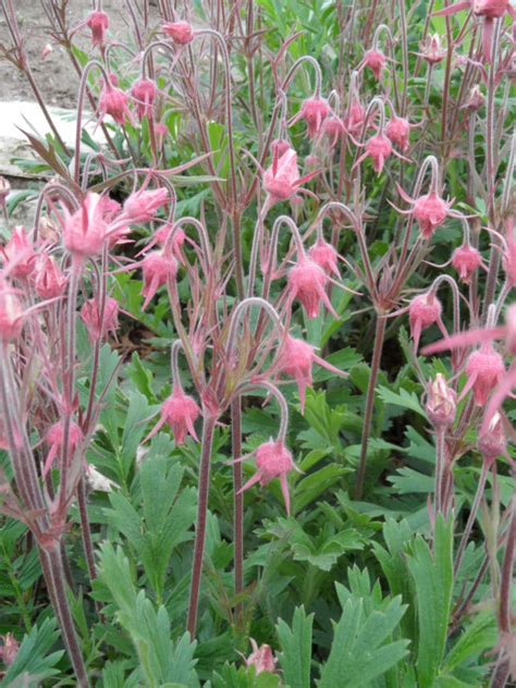 Midway Prairie Garden: Prairie Smoke-Geum triflorum