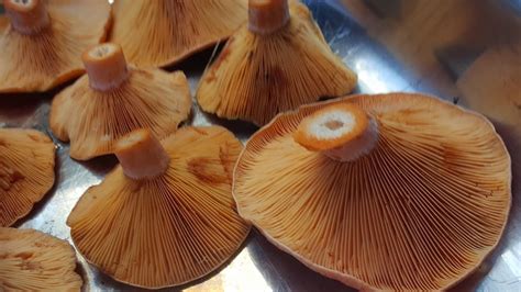 Saffron Milk Cap Mushroom (Lactarius deliciosus) - YouTube