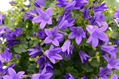 Ultimate Guide to Bellflowers (Campanula) - Petal Republic