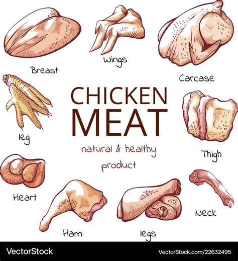 Chicken meat parts with names cuisine poster Vector Image