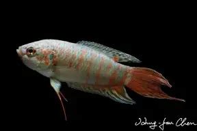 Macropodus opercularis – Paradise Fish (Macropodus chinensis, Labrus opercularis) — Seriously Fish