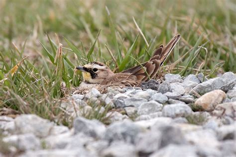 Horned Lark on nest, living life on the edge (of the busy … | Flickr