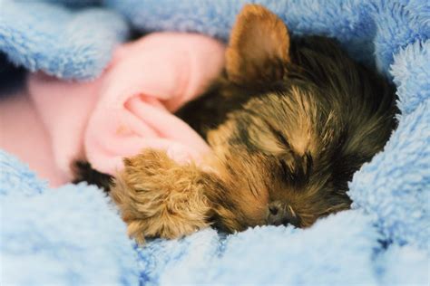 Naming Your Yorkie Puppy - Yorkies & Cross-Breeds