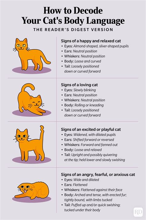 Cat Body Language: How to Decode Your Cat's Body Language